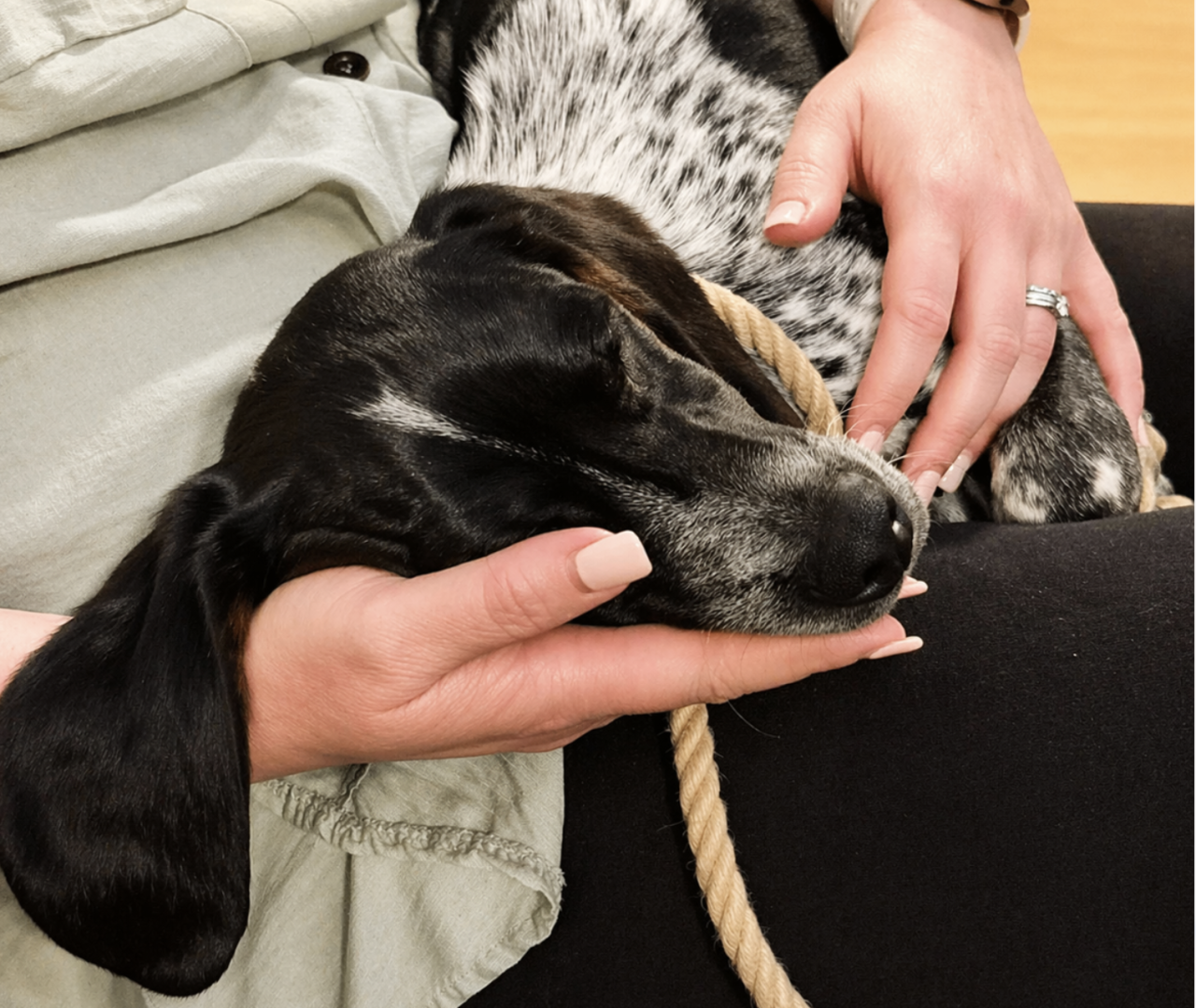 A puppy is sleeping in his mum's hand while the leash is loose to the side